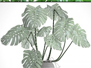 monstera 3Dモデル