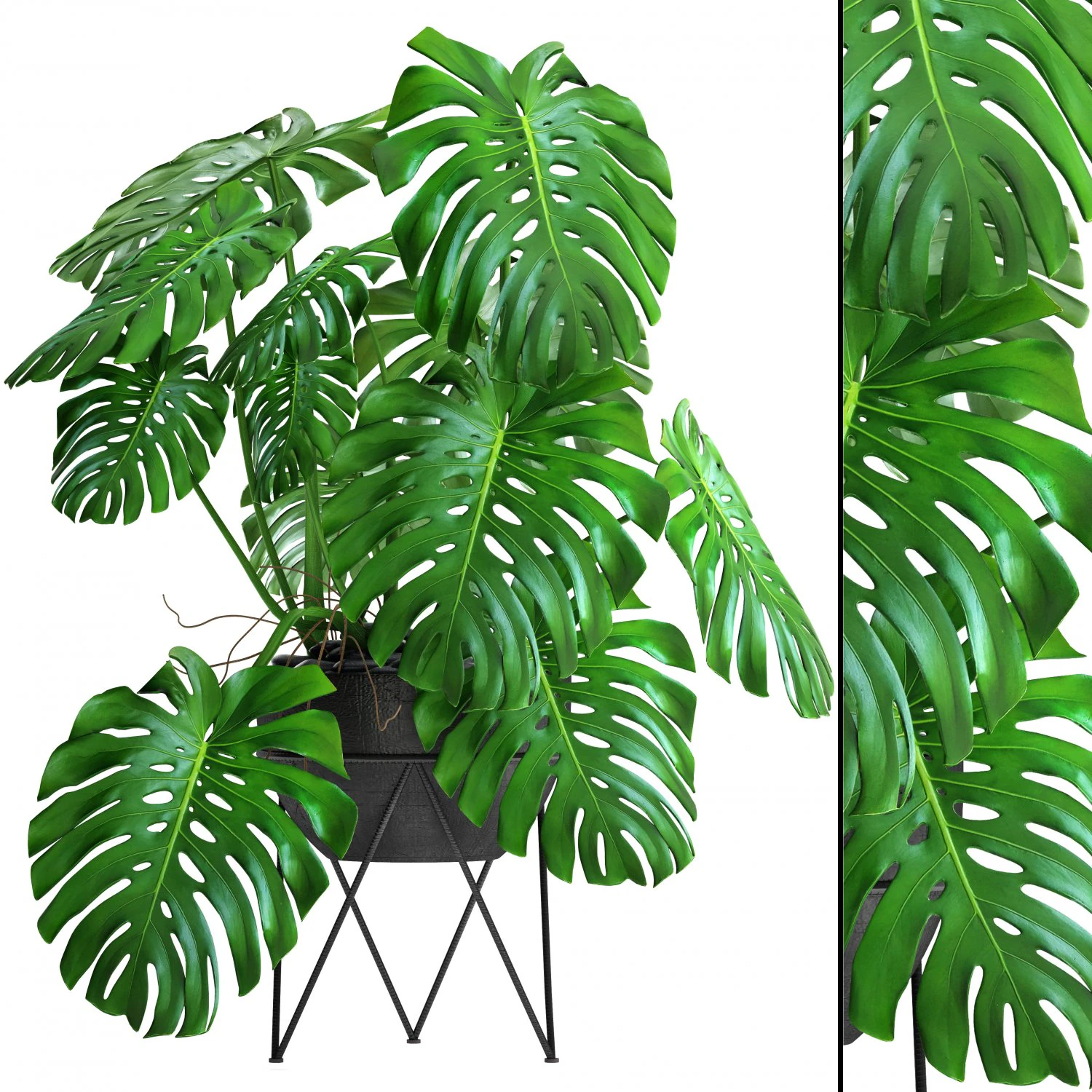 monstera 3D Model .c4d .max .obj .3ds .fbx .stl .blend 