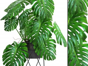 monstera 3D Model