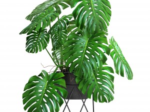monstera Modello 3D