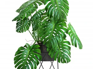 monstera 3D Model
