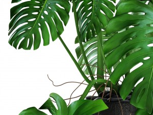 monstera Modello 3D