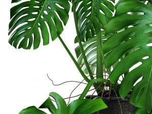 monstera 3D Model