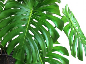 monstera Modello 3D