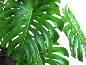 monstera 3D Model