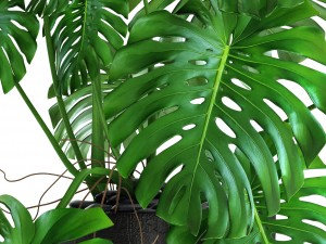 monstera Modello 3D