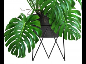 monstera Modello 3D