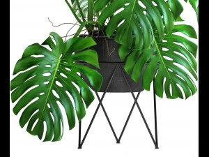 monstera 3D Model