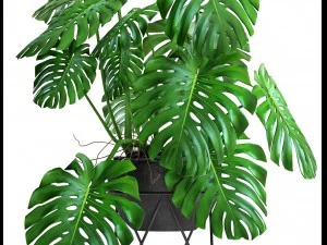 monstera 3D Model