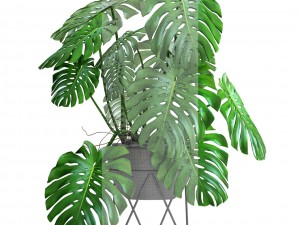 monstera Modello 3D
