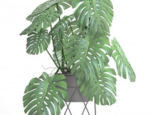 monstera Modello 3D