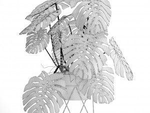 monstera Modello 3D