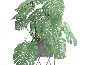 monstera Modello 3D