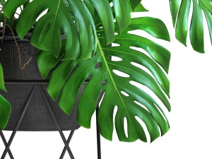 monstera Modello 3D