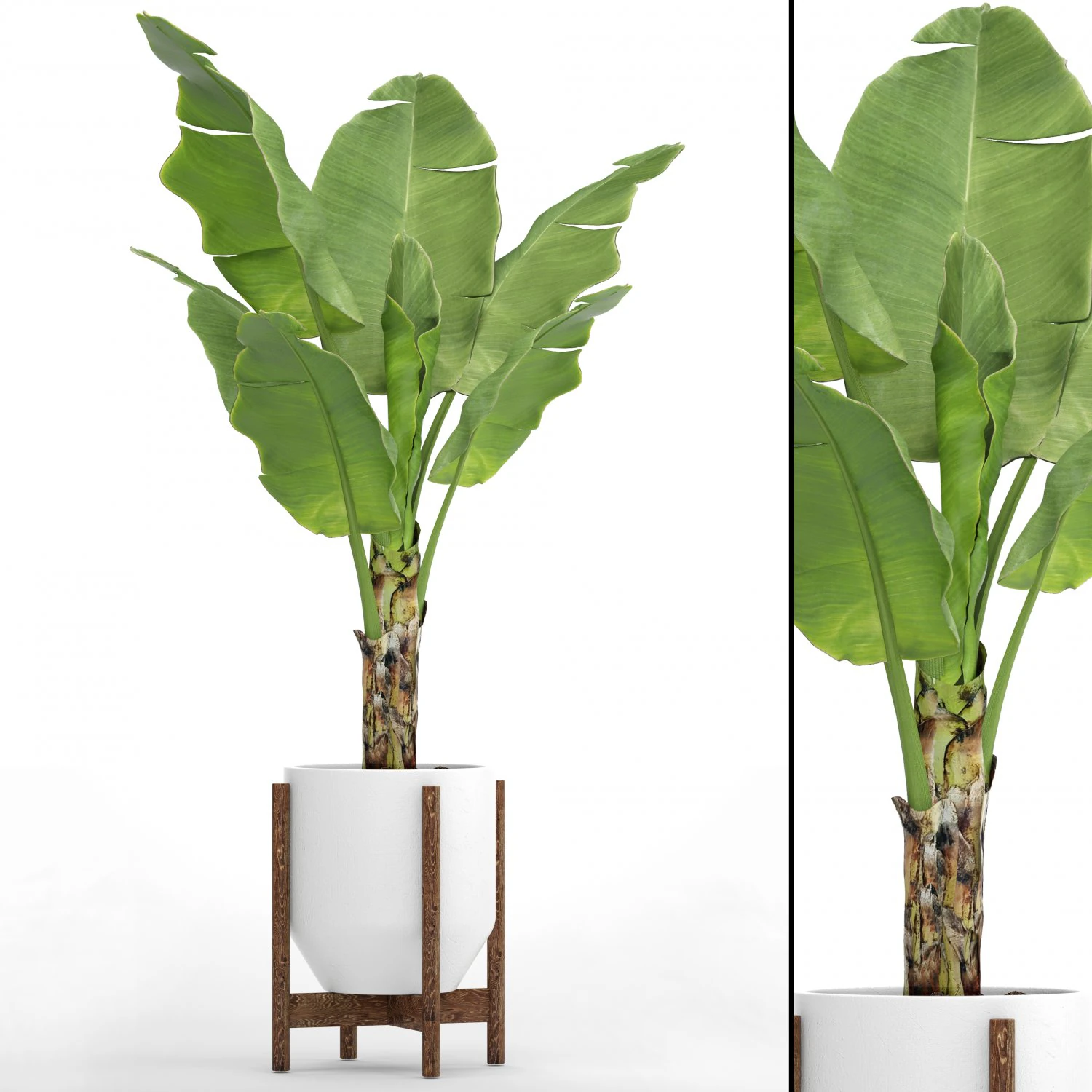 banana tree 3D Model .c4d .max .obj .3ds .fbx .stl .blend 