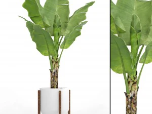 pohon pisang Model 3D