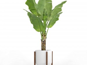 banana tree 3D 模型