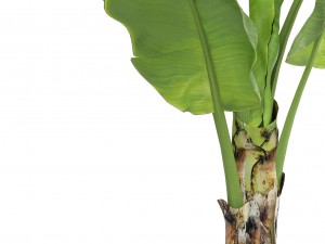 banana tree 3D 模型