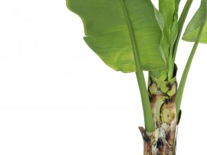 banana tree 3D Model