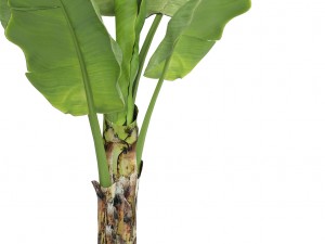 banana tree 3D 模型