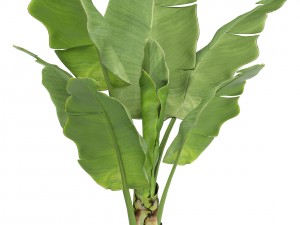 banana tree 3D 模型
