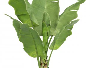 banana tree 3D Model