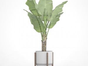 banana tree 3D 模型