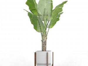 banana tree 3D 模型