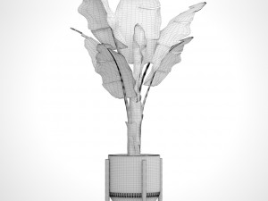 banana tree 3D 模型