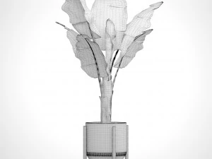 banana tree 3D Model