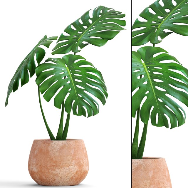 monstera Modello 3D .c4d .max .obj .3ds .fbx .stl .blend