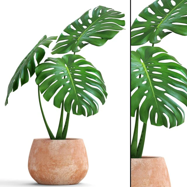 monstera 3D Model .c4d .max .obj .3ds .fbx .stl .blend