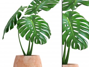 monstera Modello 3D