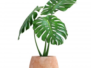 monstera Modello 3D