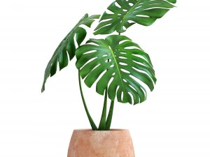 monstera 3D Model