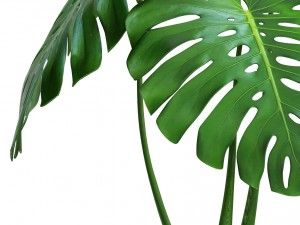 monstera Modello 3D