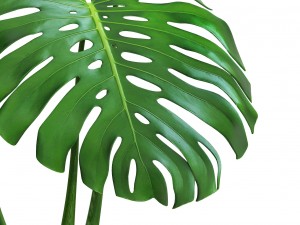 monstera Modello 3D