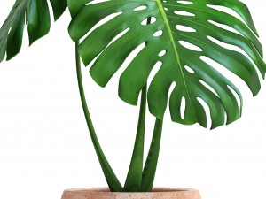 monstera Modello 3D