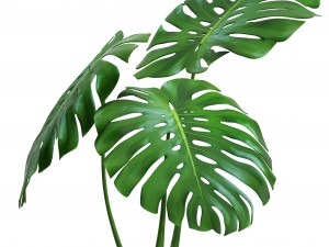 monstera Modello 3D