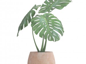 monstera Modello 3D