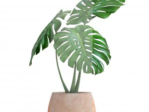 monstera 3D Model