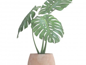 monstera Modello 3D