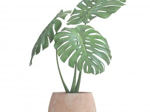 monstera 3D Model