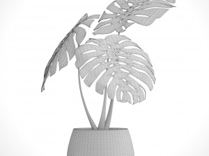 monstera Modello 3D