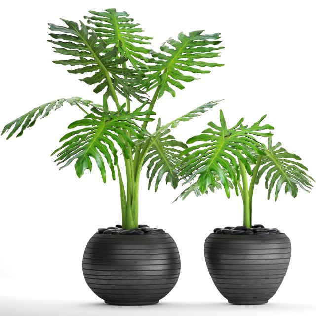 philodendron selloum 3D Model .c4d .max .obj .3ds .fbx .stl .blend 