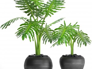 philodendron selloum 3D Model