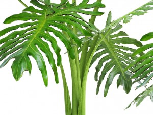 philodendron selloum 3D Model