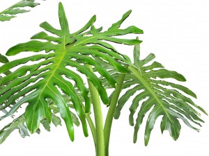 philodendron selloum 3D Model