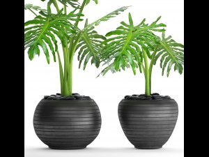 philodendron selloum 3D Model
