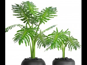 philodendron selloum 3D Model